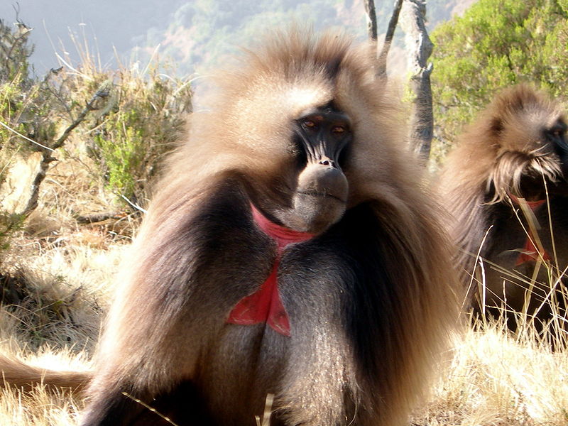 800px-Gelada-Pavian